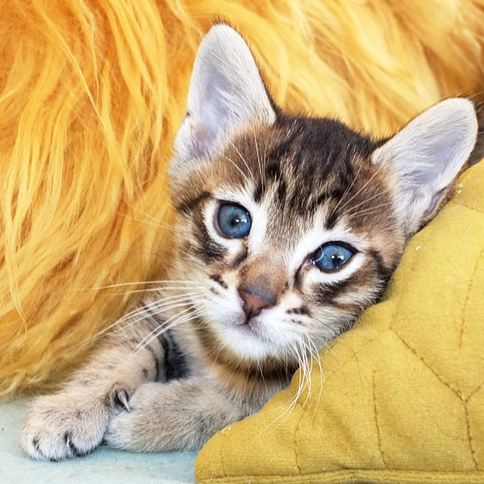 F5 SBT Brown Spotted Savannah boy