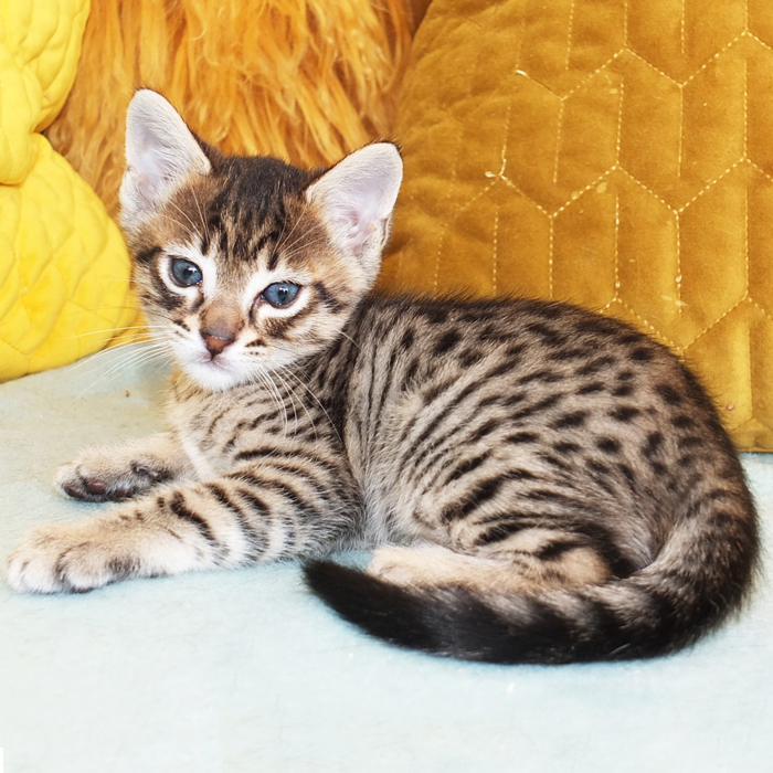 F5 SBT Brown Spotted Savannah boy