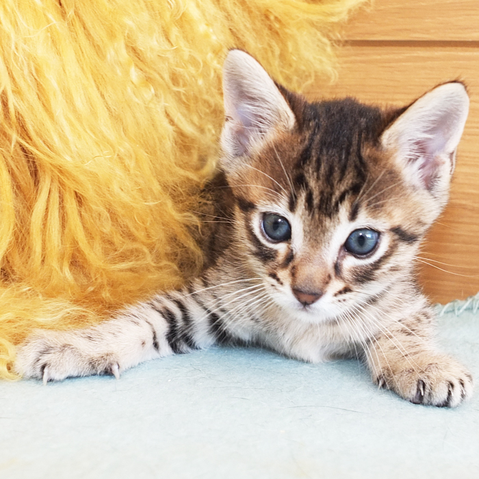 F5 SBT Brown Spotted Savannah boy