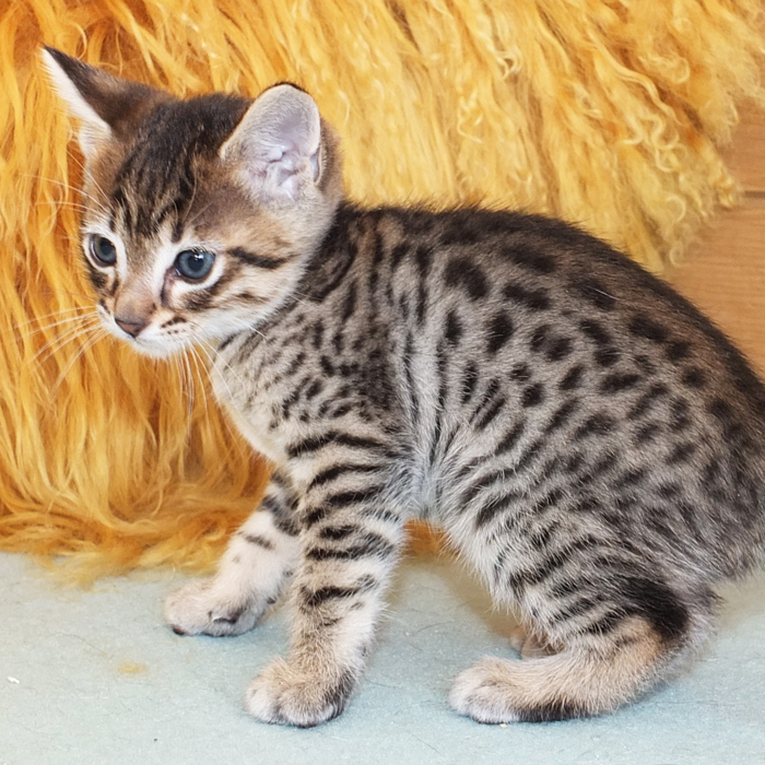 F5 SBT Brown Spotted Savannah boy