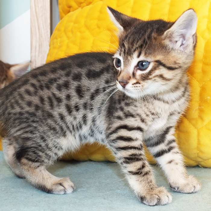 F5 SBT Brown Spotted Savannah boy