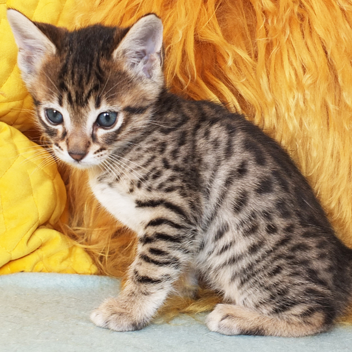 F5 SBT Brown Spotted Savannah boy