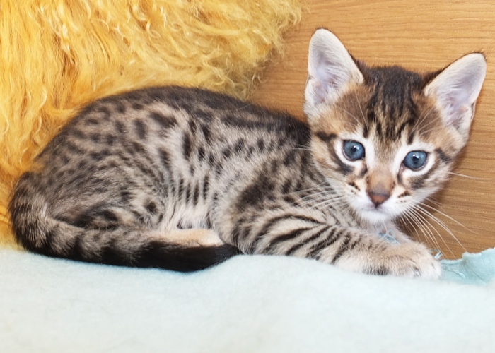 F5 SBT Brown Spotted Savannah boy