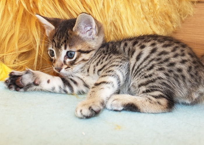 F5 SBT Brown Spotted Savannah boy