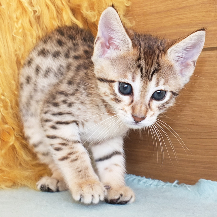 F5 SBT Brown Spotted Savannah girl