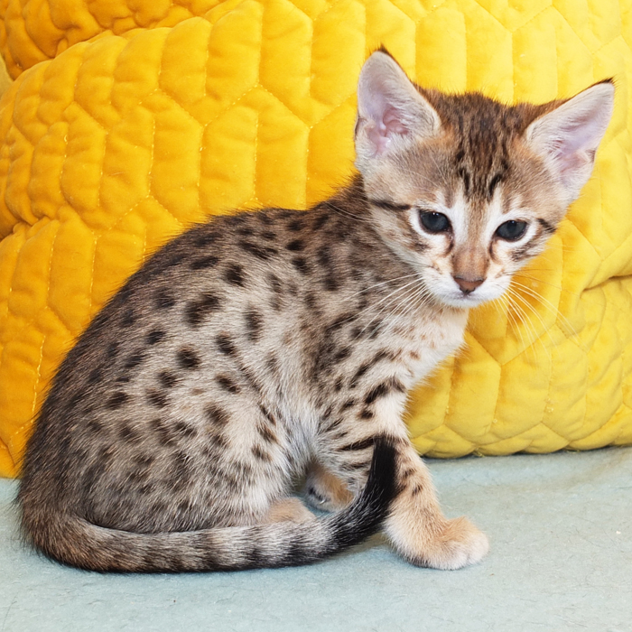 F5 SBT Brown Spotted Savannah girl