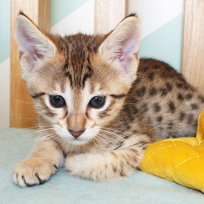 F5 SBT Brown Spotted Savannah girl