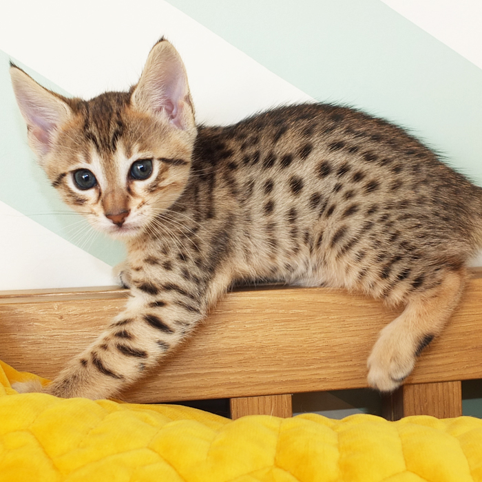 F5 SBT Brown Spotted Savannah girl
