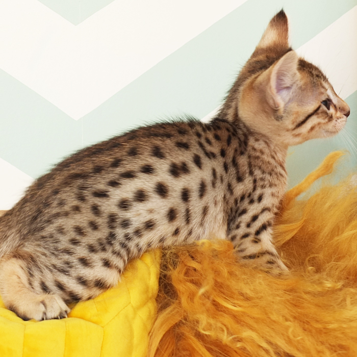 F5 SBT Brown Spotted Savannah girl