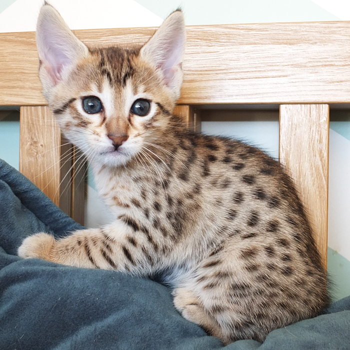 F5 SBT Brown Spotted Savannah girl