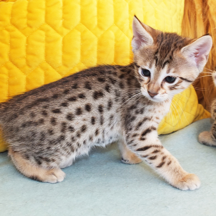 F5 SBT Brown Spotted Savannah girl