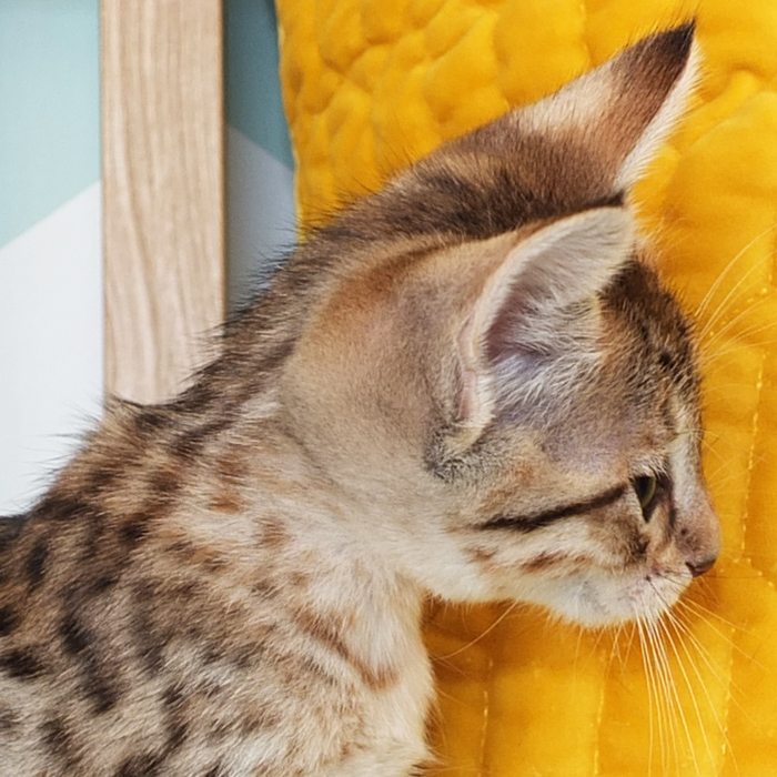 F5 SBT Brown Spotted Savannah girl