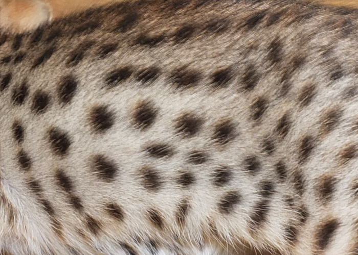 F5 SBT Brown Spotted Savannah girl