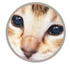 F5 SBT Savannah kittens