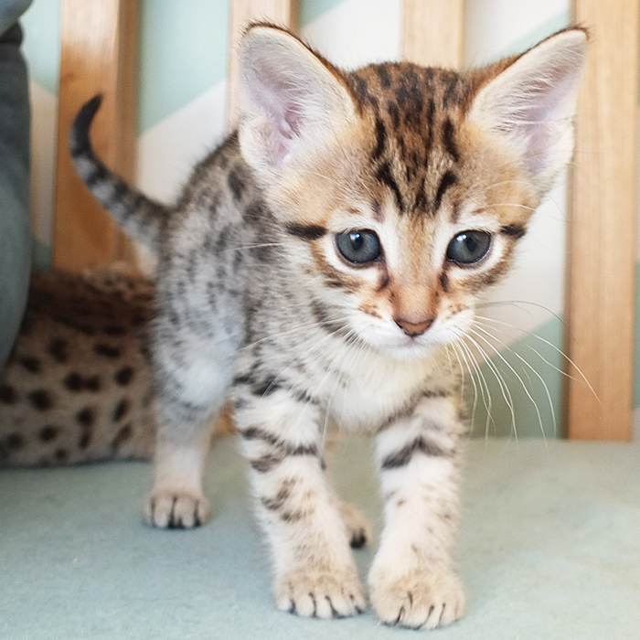 F5 SBT Brown Spotted Savannah girl