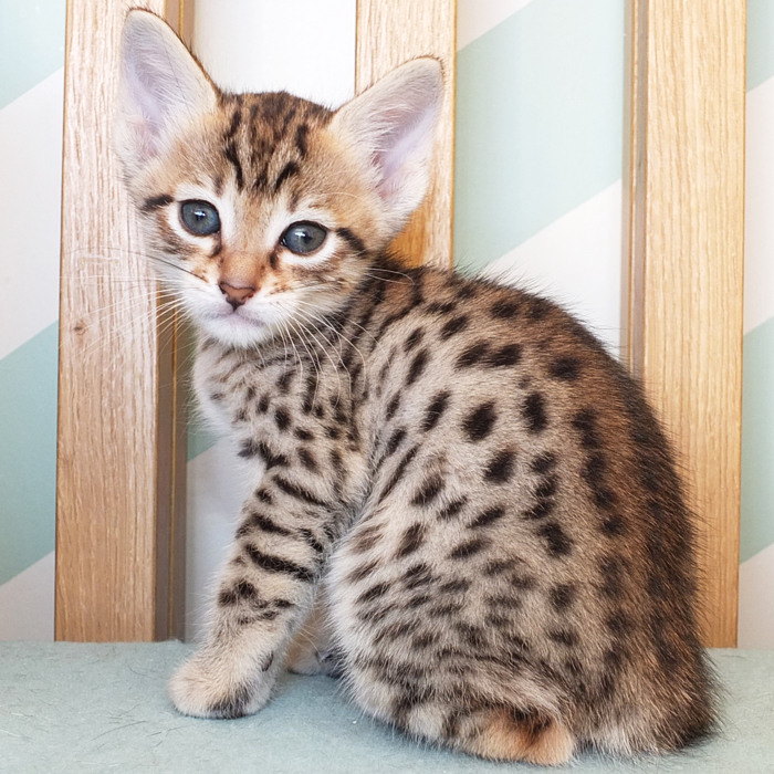 F5 SBT Brown Spotted Savannah girl