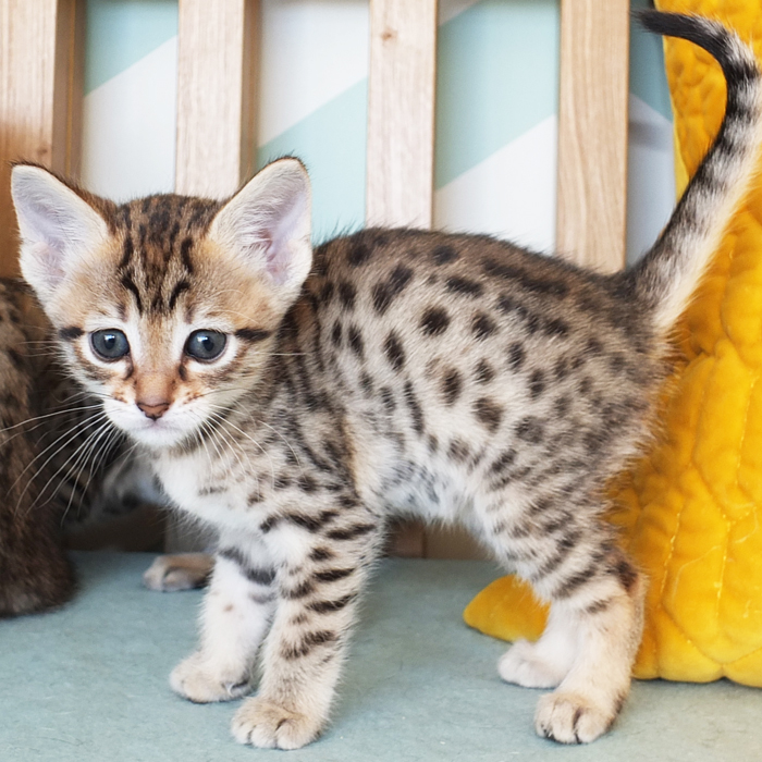F5 SBT Brown Spotted Savannah girl