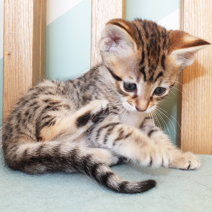 F5 SBT Brown Spotted Savannah girl