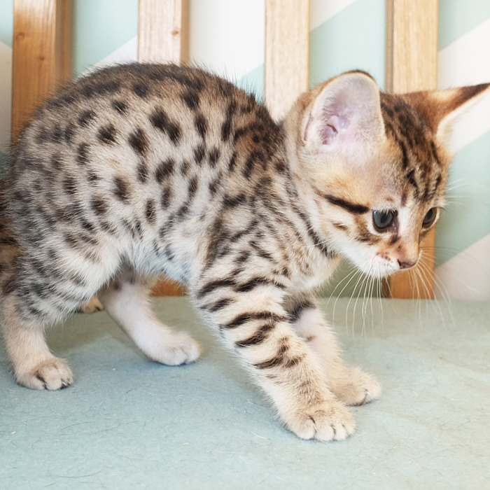 F5 SBT Brown Spotted Savannah girl