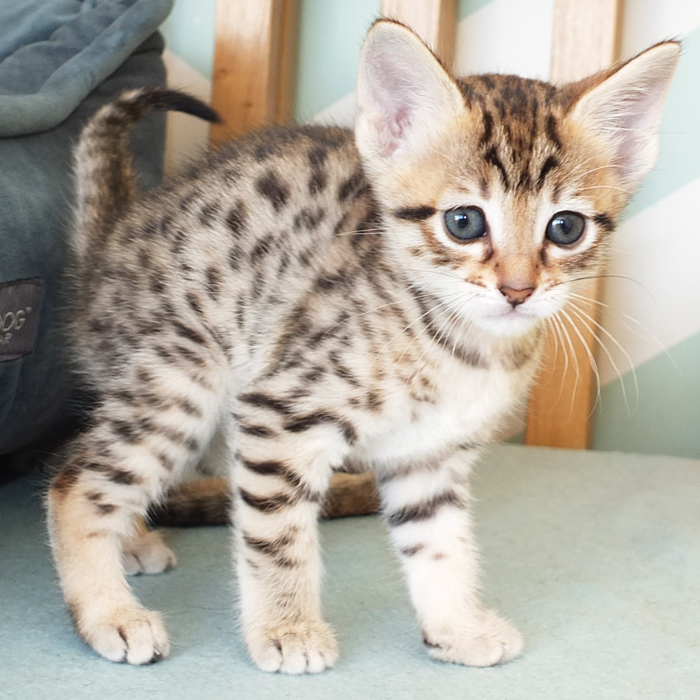 F5 SBT Brown Spotted Savannah girl