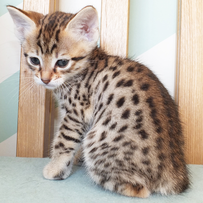 F5 SBT Brown Spotted Savannah girl