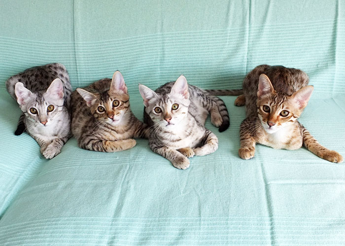 F4 SBT Savannah kittens