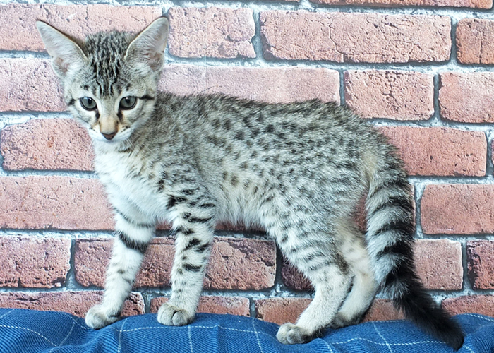 F3 Brown spotted Savannah girl Sittingpretty Bellatrix