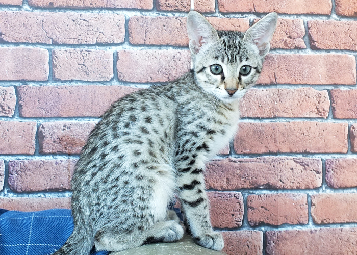F3 Brown spotted Savannah girl Sittingpretty Bellatrix