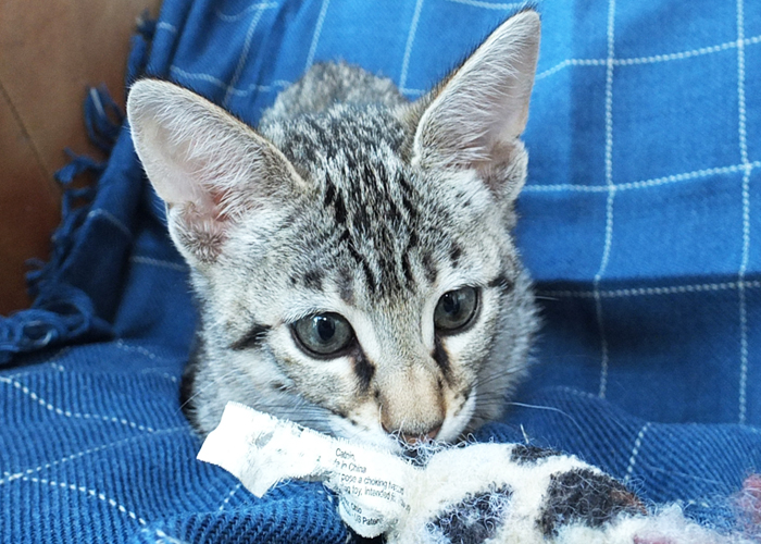 F3 Brown spotted Savannah girl Sittingpretty Bellatrix