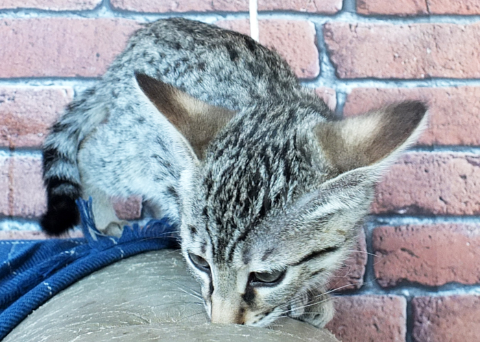 F3 Brown spotted Savannah girl Sittingpretty Bellatrix