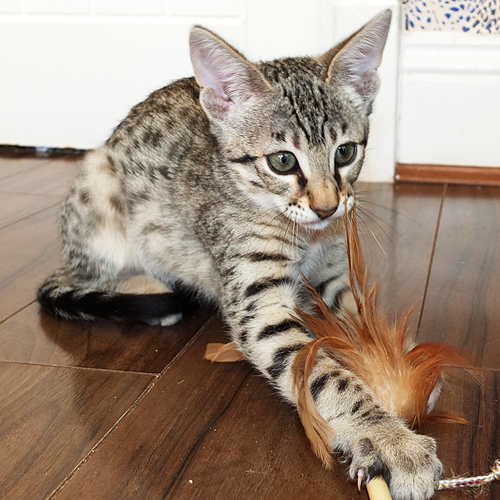 F3 Brown spotted Savannah girl Sittingpretty Bellatrix