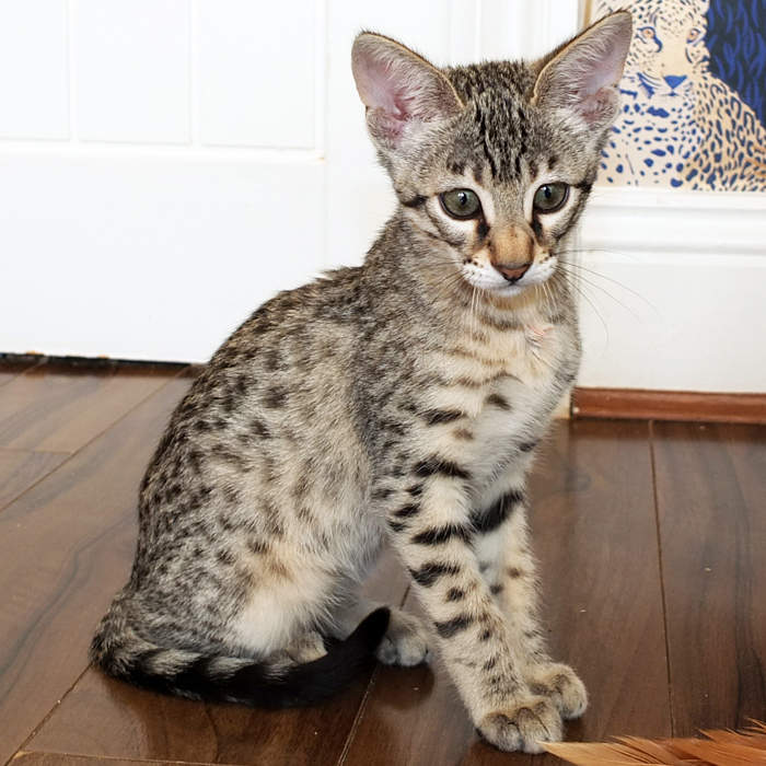 F3 Brown spotted Savannah girl Sittingpretty Bellatrix