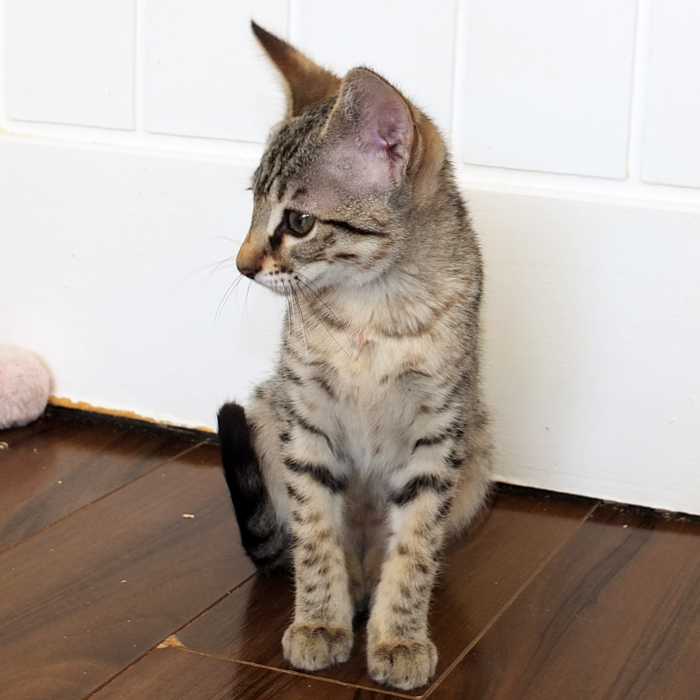 F3 Brown spotted Savannah girl Sittingpretty Bellatrix
