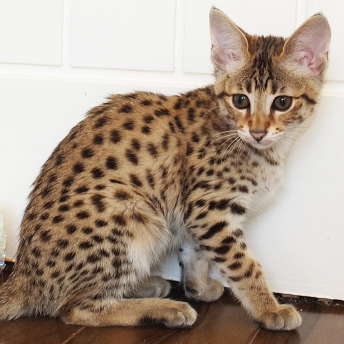 F3 Brown spotted Savannah girl Sittingpretty Electra