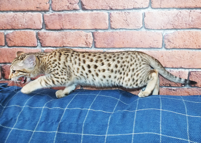 F3 Brown spotted Savannah girl Sittingpretty Sirius