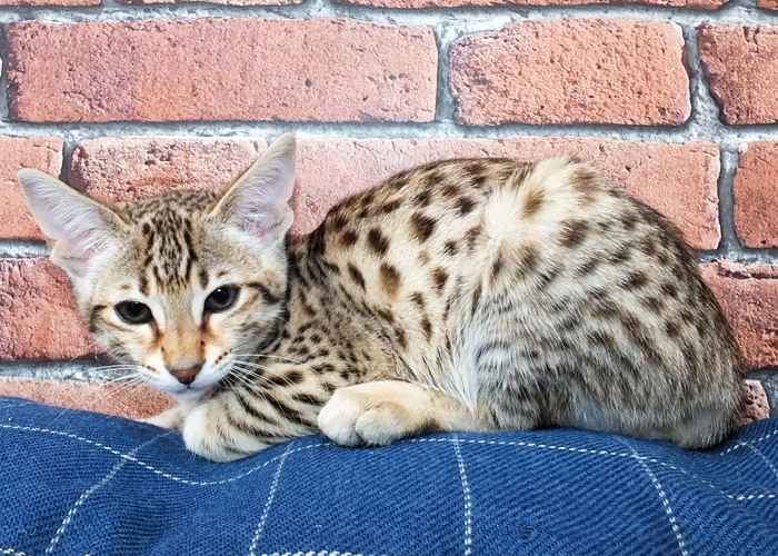 F3 Brown spotted Savannah girl Sittingpretty Sirius