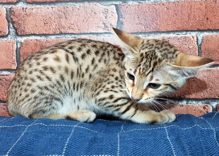 F3 Brown spotted Savannah girl Sittingpretty Sirius