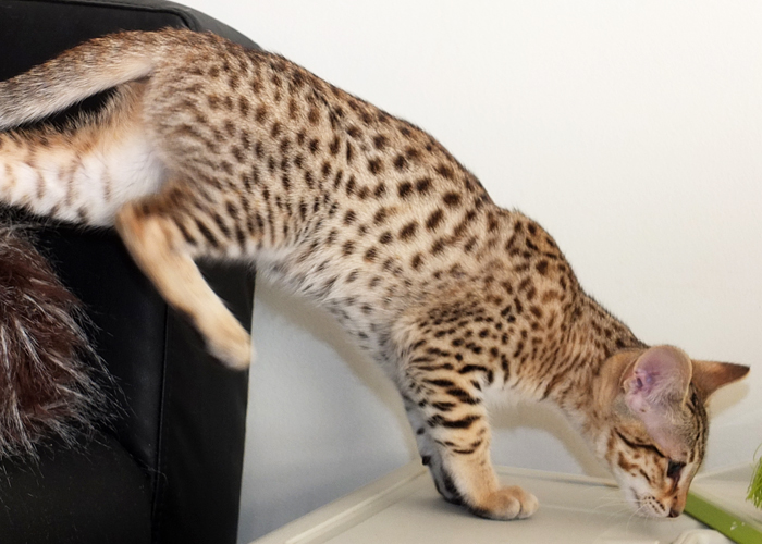 F3 Brown spotted Savannah girl Sittingpretty Sirius