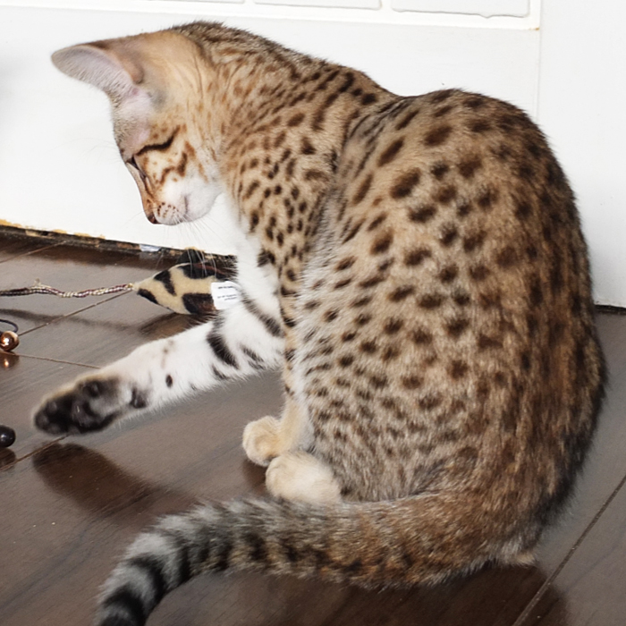 F3 Brown spotted Savannah girl Sittingpretty Sirius