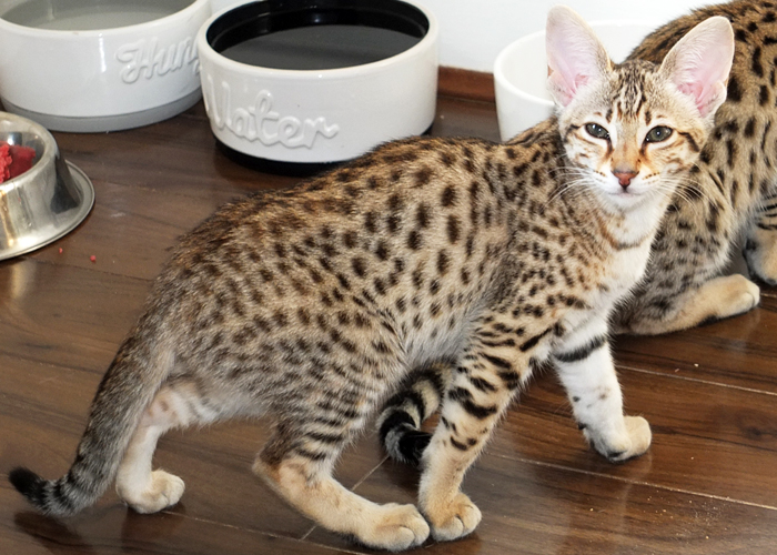 F3 Brown spotted Savannah girl Sittingpretty Sirius