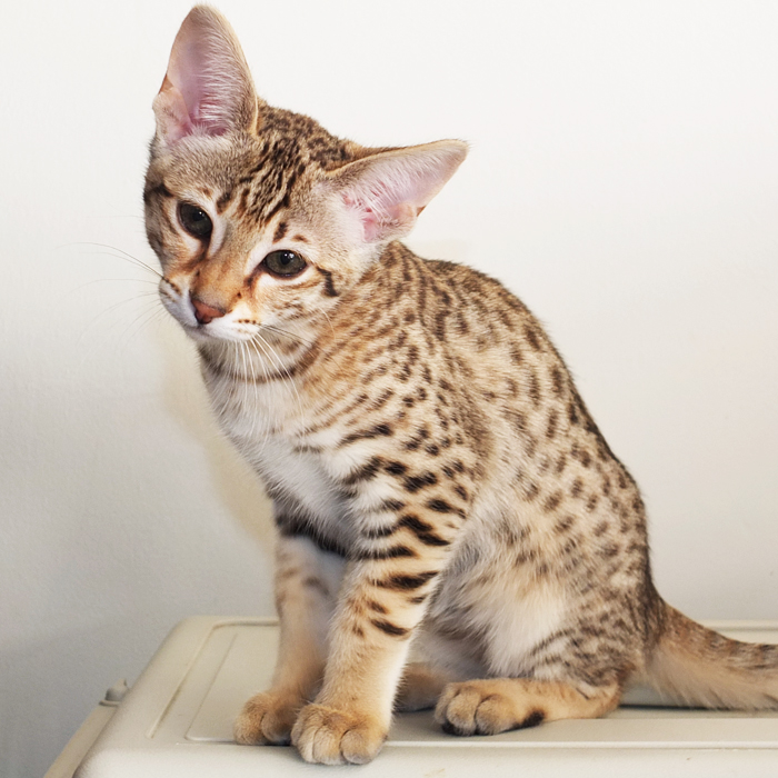 F3 Brown spotted Savannah girl Sittingpretty Sirius