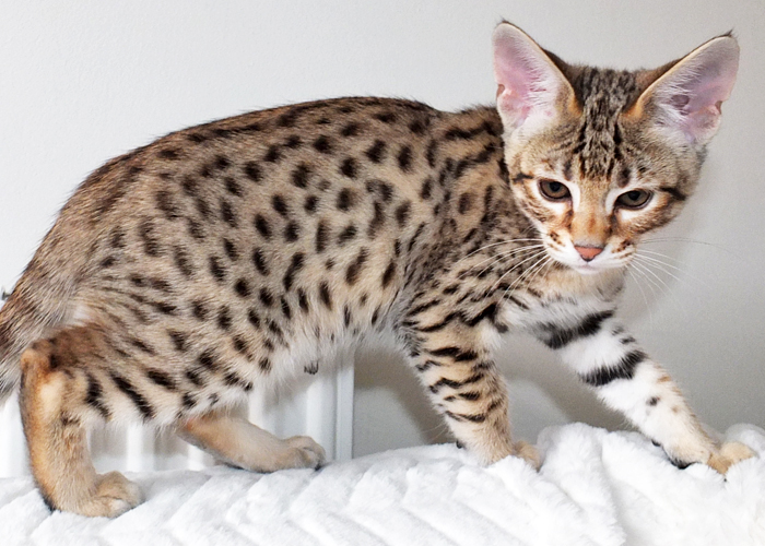 F3 Brown spotted Savannah boy Sittingpretty Titan