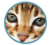 F3 C Brown spotted Savannah boy Sittingpretty Titan