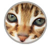 F3 C Brown spotted Savannah boy Sittingpretty Titan