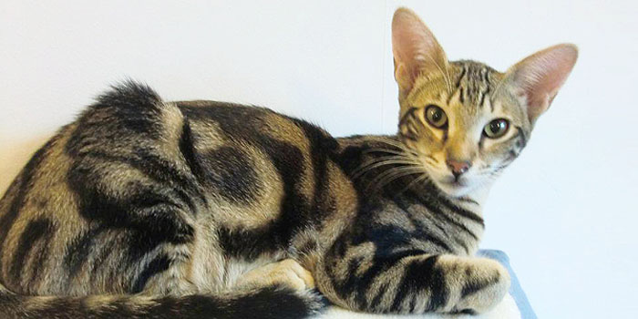 Marbled Savannah kitten