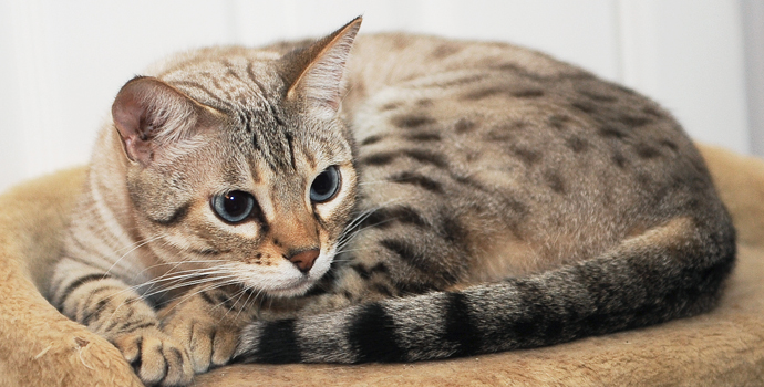 Pet Bengal Honey