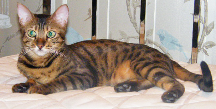 Pet Bengal Smudge