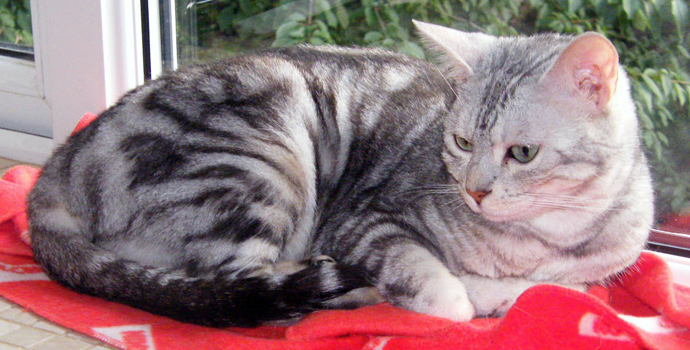 Bengal pet Twinkle