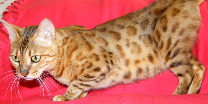 Brown spotted Bengal Queen