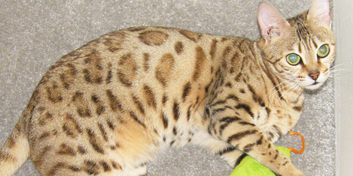 Brown spotted Bengal Queen